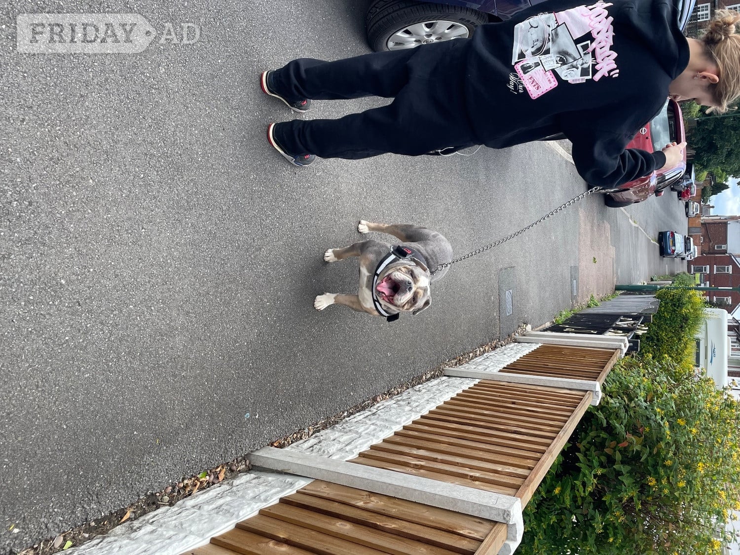 Beautiful KC Registered English Bulldog - Dogs & Puppies in Nottingham