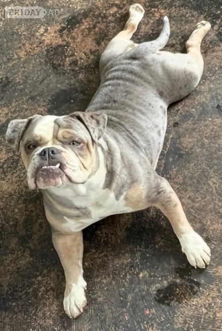 Beautiful KC Registered English Bulldog - Dogs & Puppies