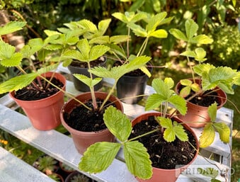 Alpine Strawberry Plants & many other plants, all homegrown 