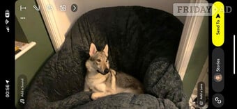 Sell Czechoslovakian wolfdog  male 