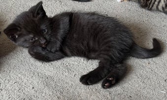 8 week old Kittens for sale