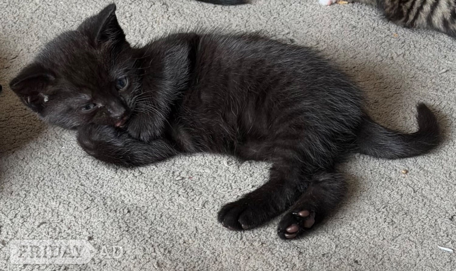8 week old Kittens for sale in Hailsham