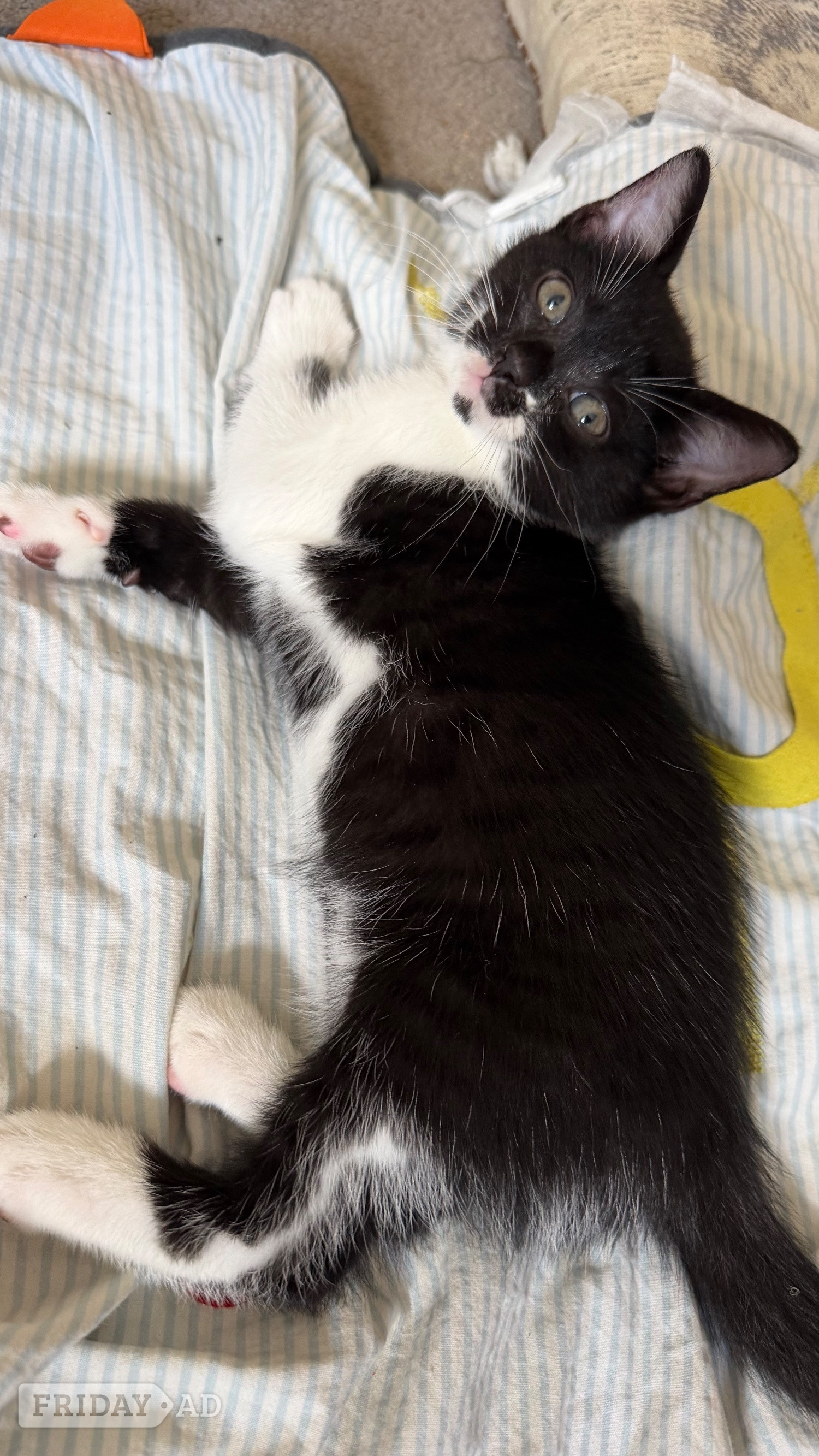 8 week old Kittens for sale
