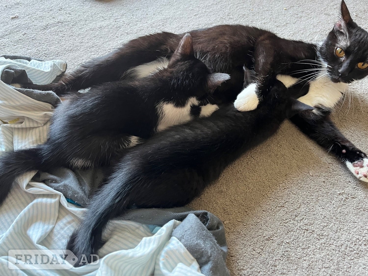 Hailsham 8 week old Kittens for sale