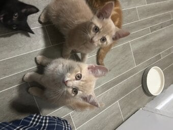 2 Cream colored and 1 black kitten for sale