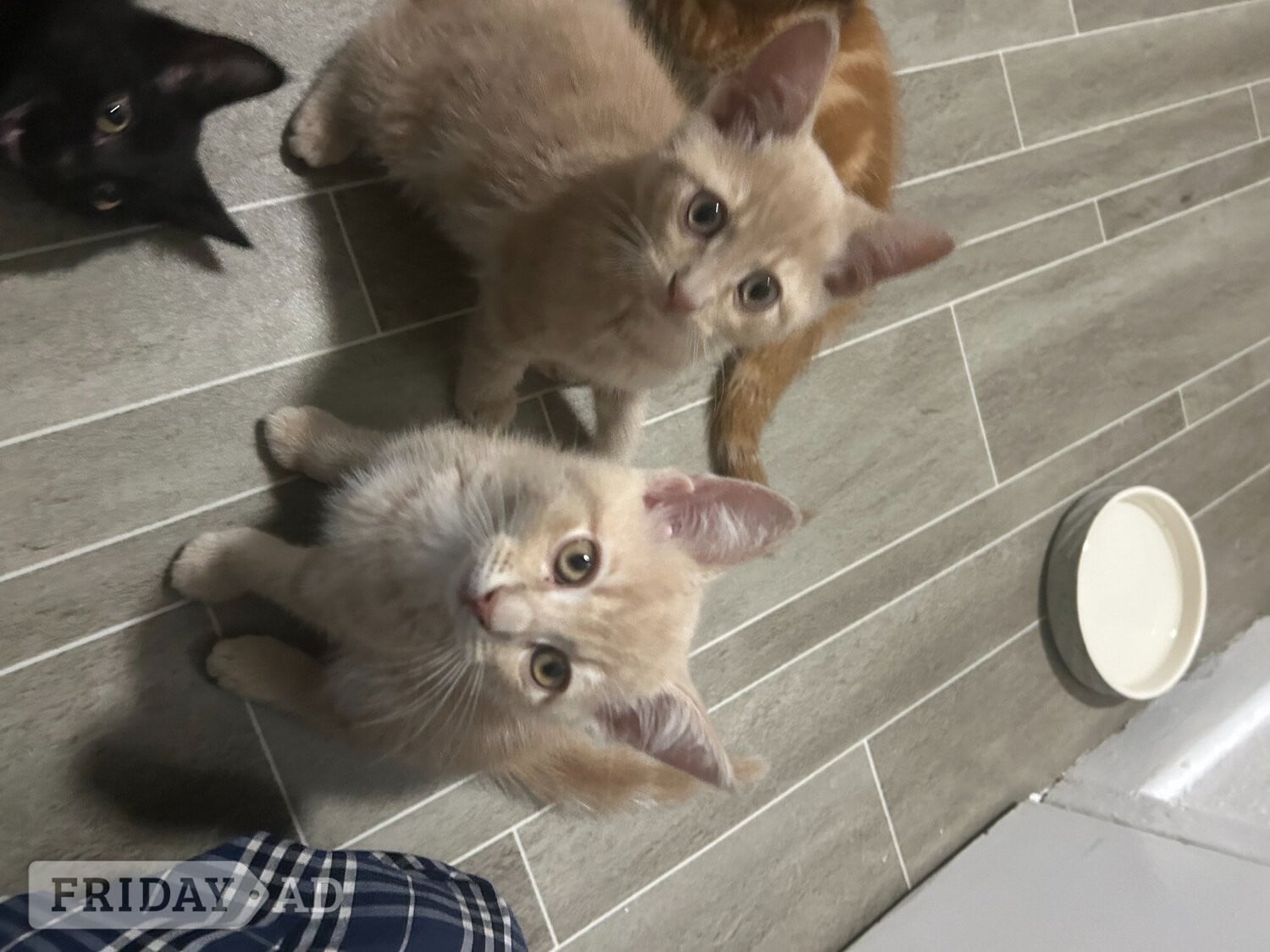 2 Cream colored and 1 black kitten for sale in Horsham
