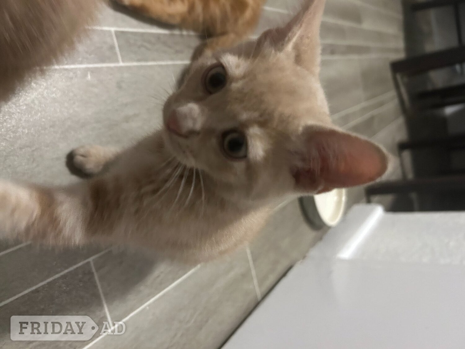 2 Cream colored and 1 black kitten for sale