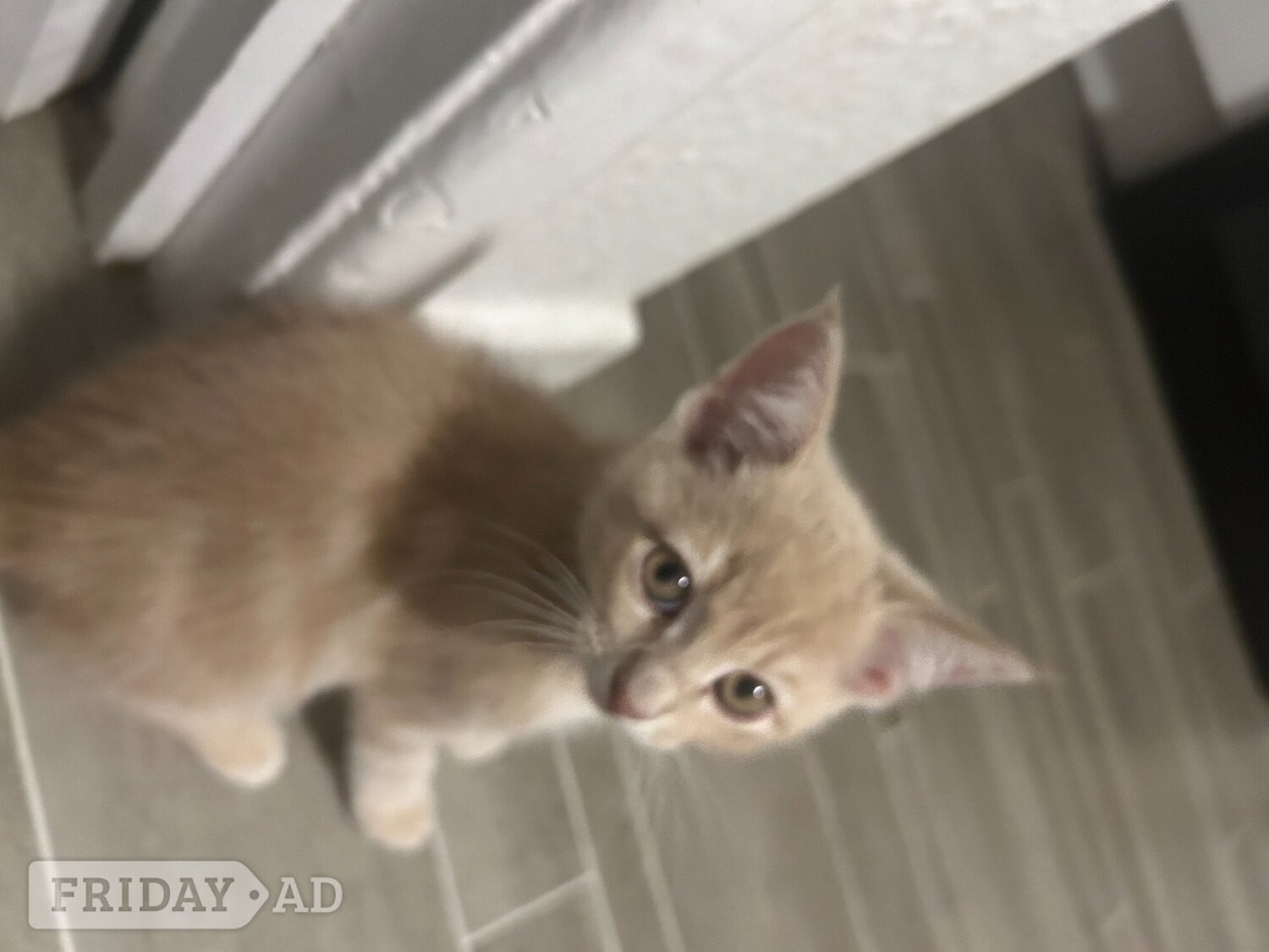 Horsham 2 Cream colored and 1 black kitten for sale