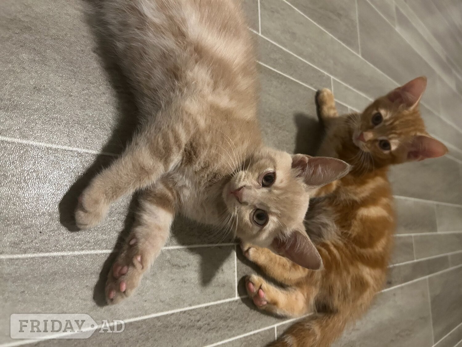 2 Cream colored and 1 black kitten for sale - Cats & Kittens in Horsham