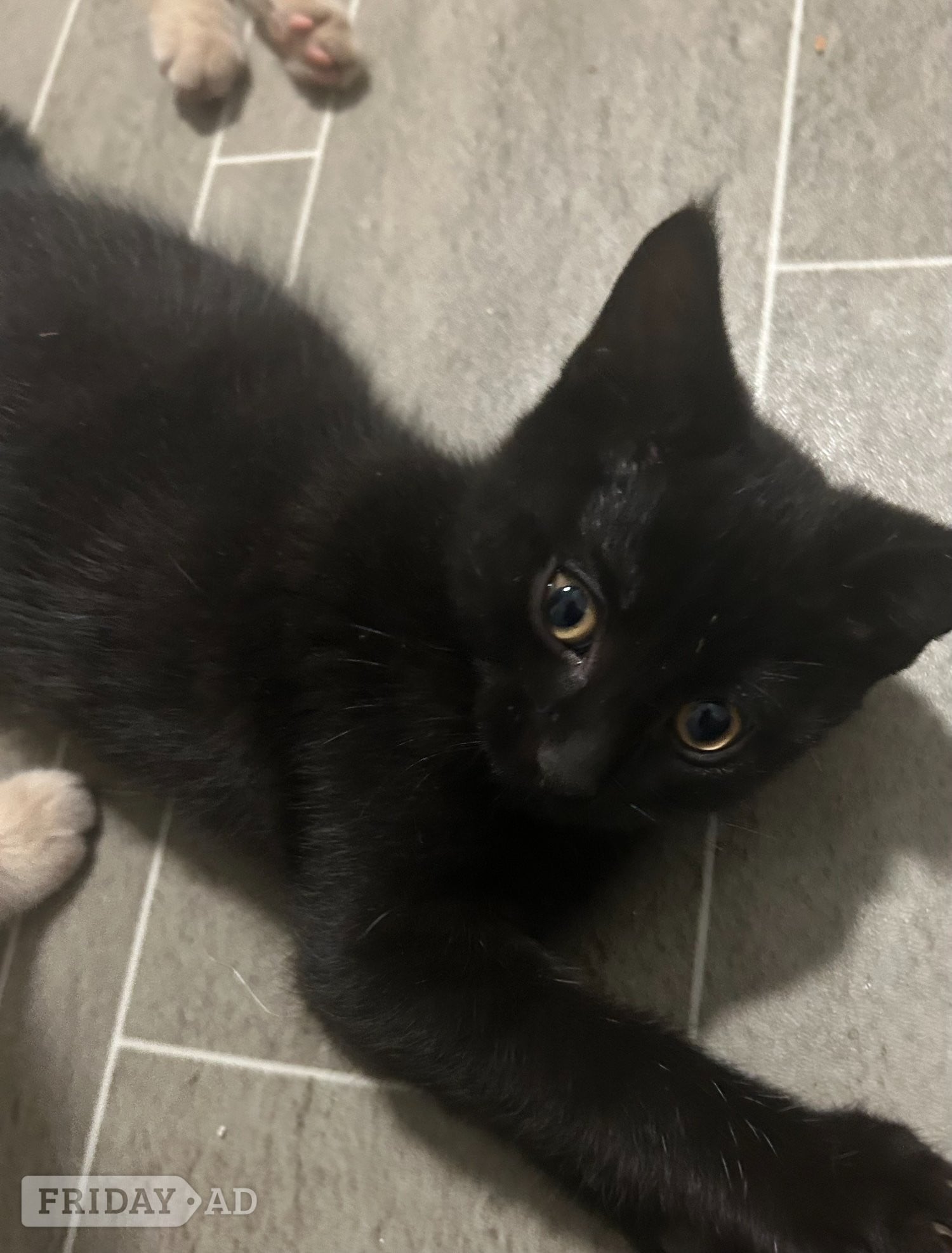 2 Cream colored and 1 black kitten for sale - Cats & Kittens