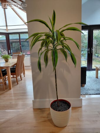 Lemon Lime Dracaena Houseplant