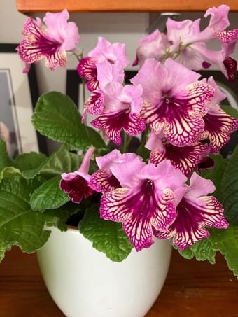 Streptocarpus indoor flowers