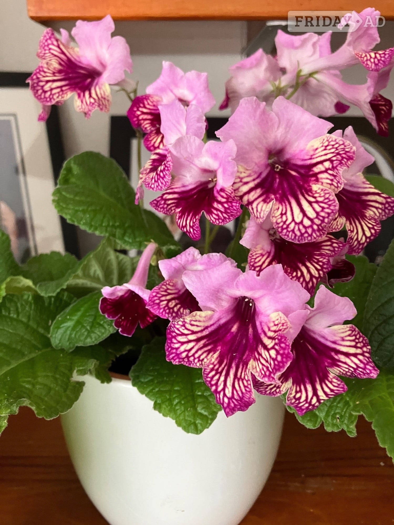 Streptocarpus indoor flowers in Tunbridge Wells