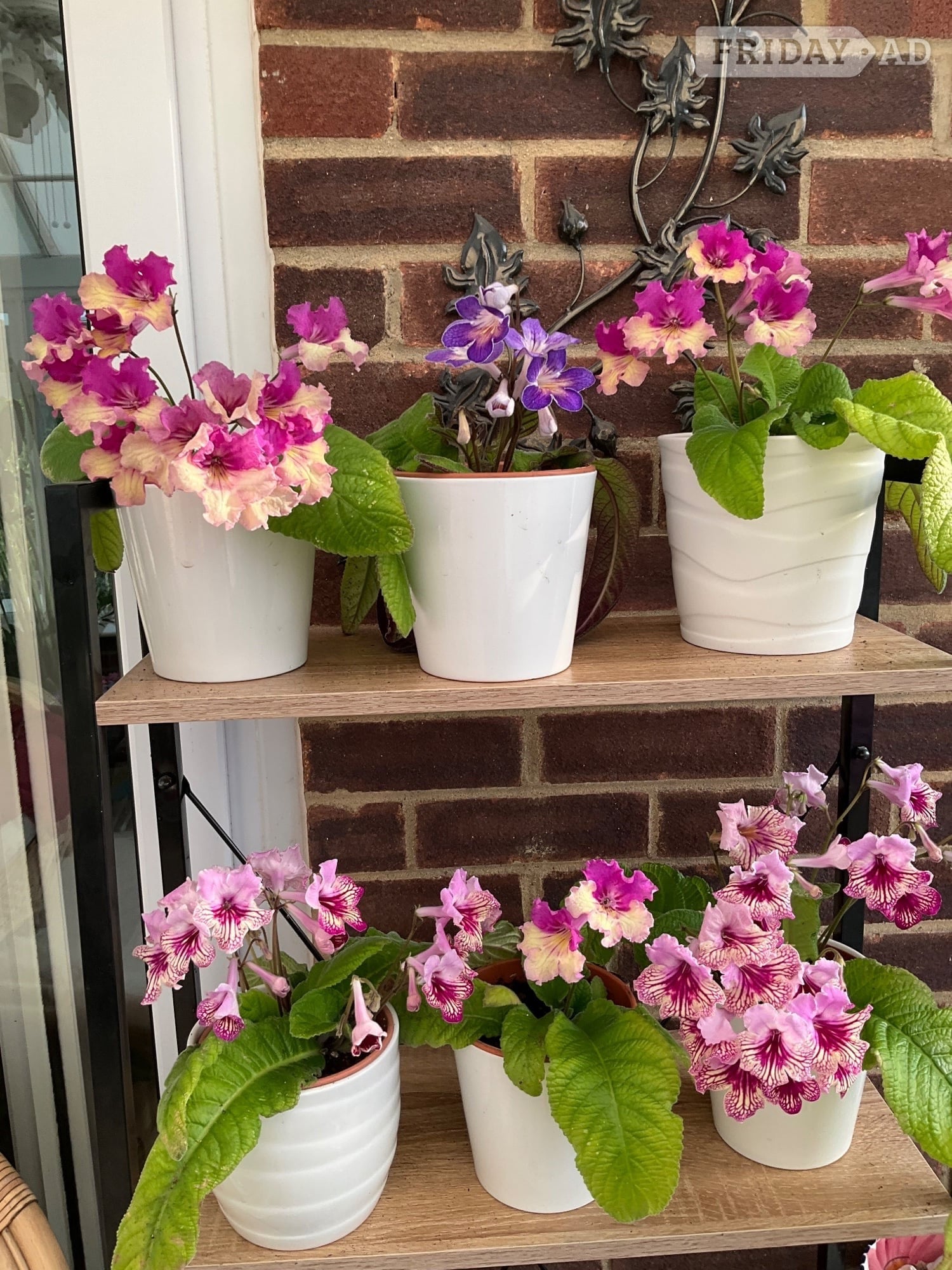 Streptocarpus indoor flowers