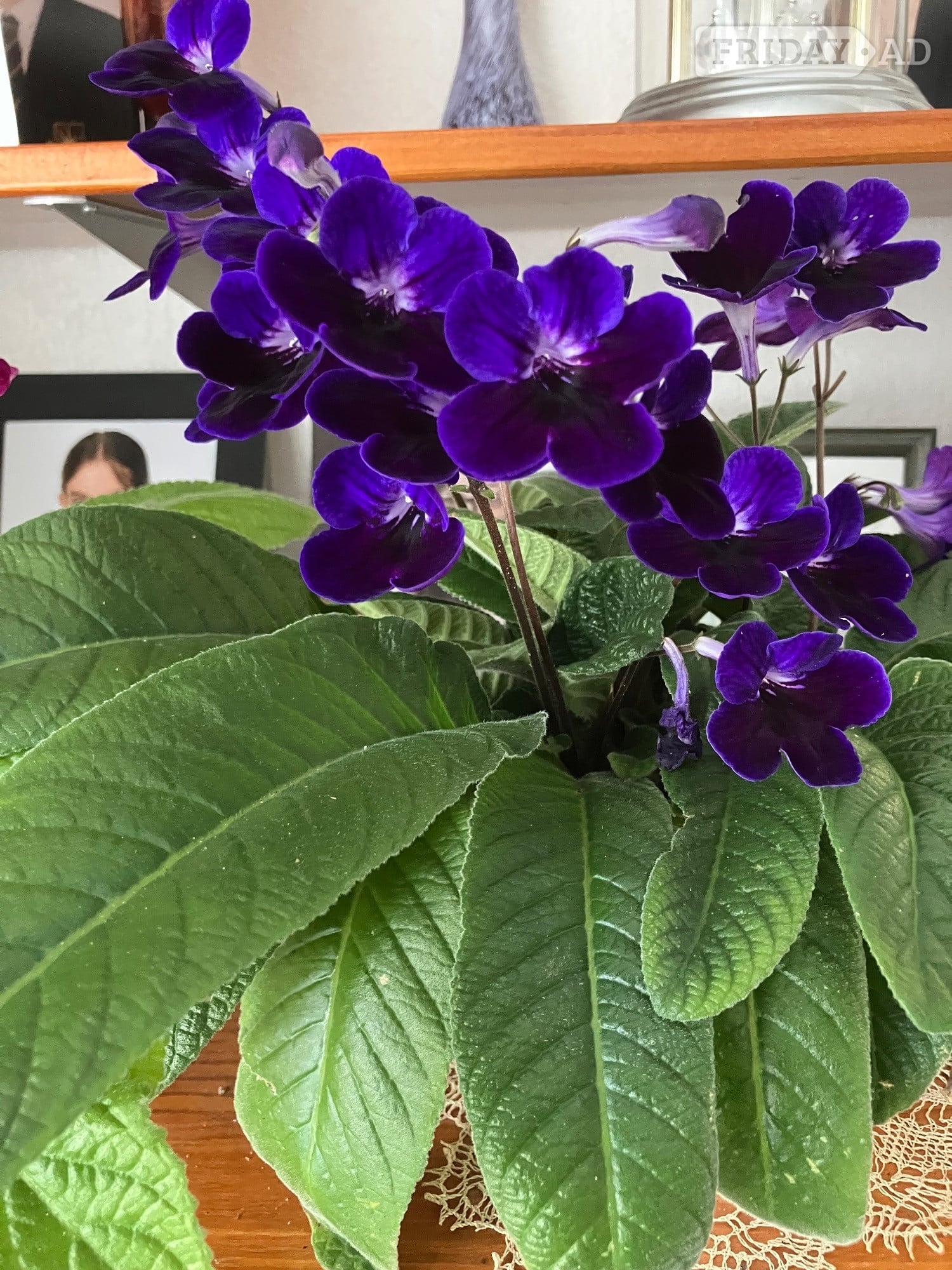 Tunbridge Wells Streptocarpus indoor flowers