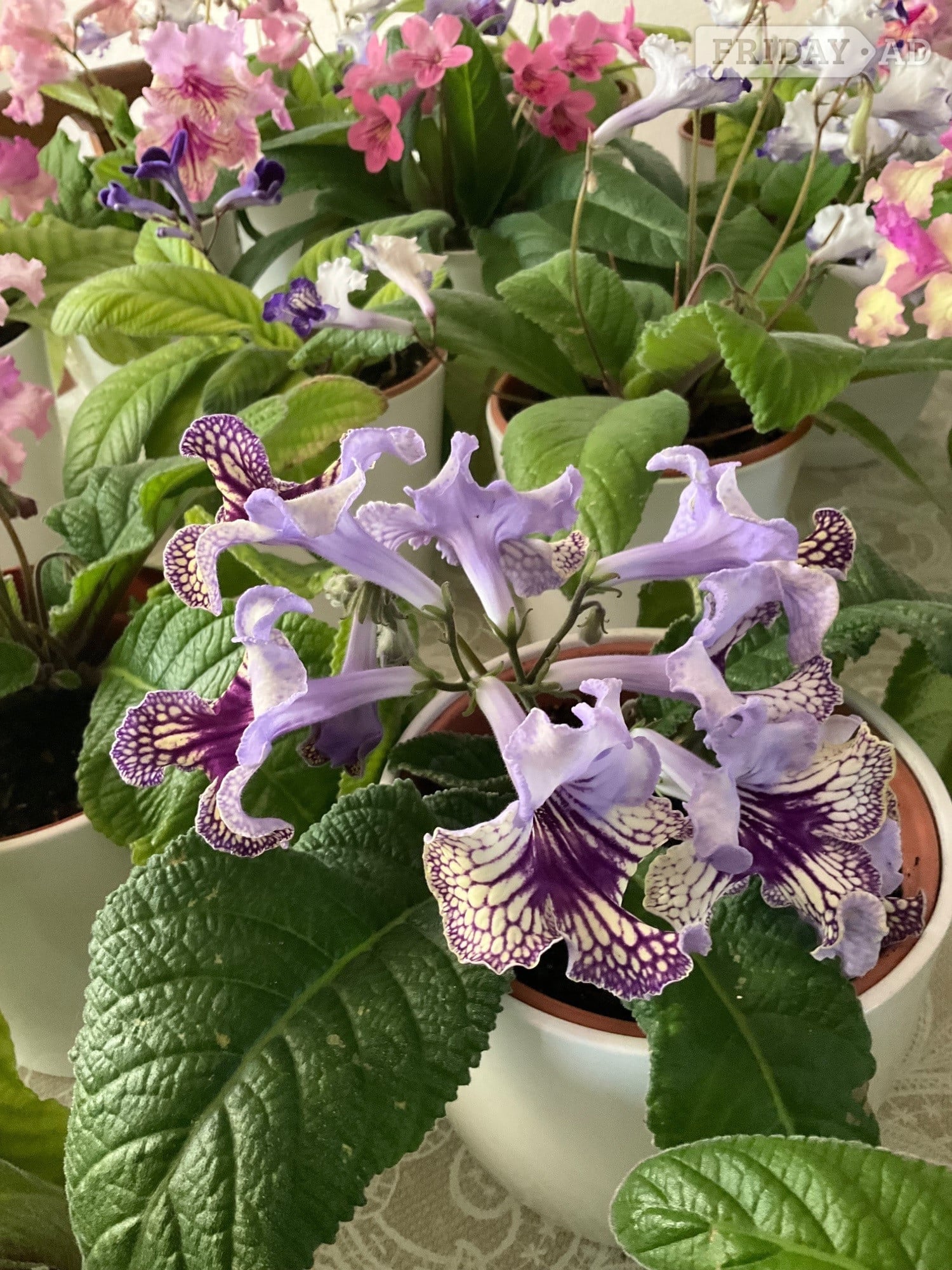 Streptocarpus indoor flowers - Garden in Tunbridge Wells