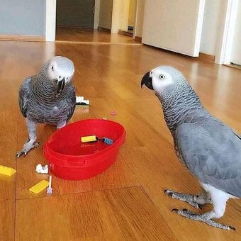 Male and female Congo Grey Parrots (African Grey)