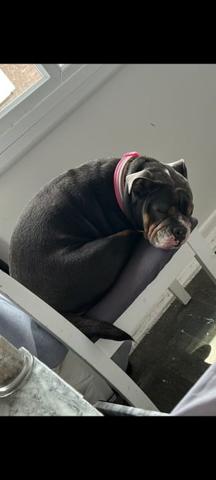English bulldog x