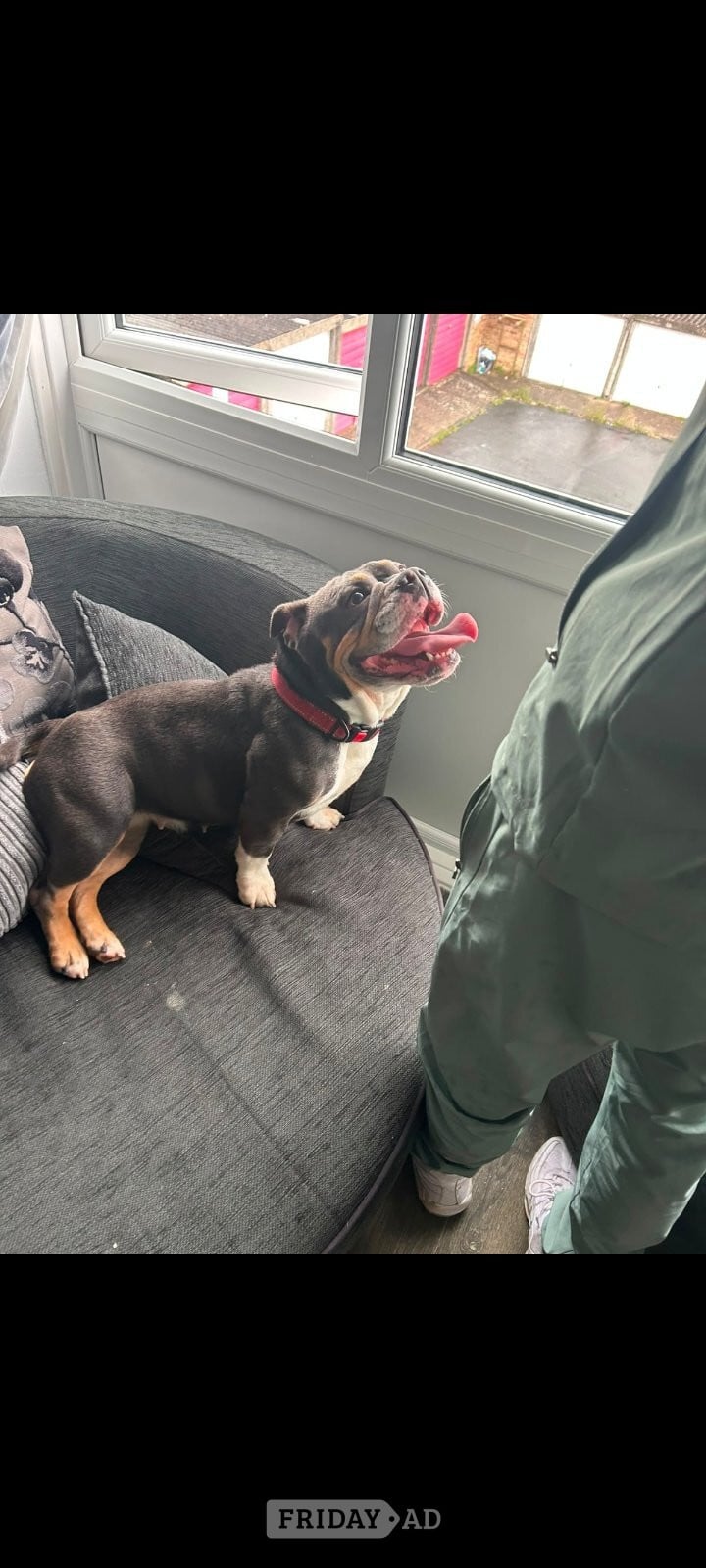 English bulldog x