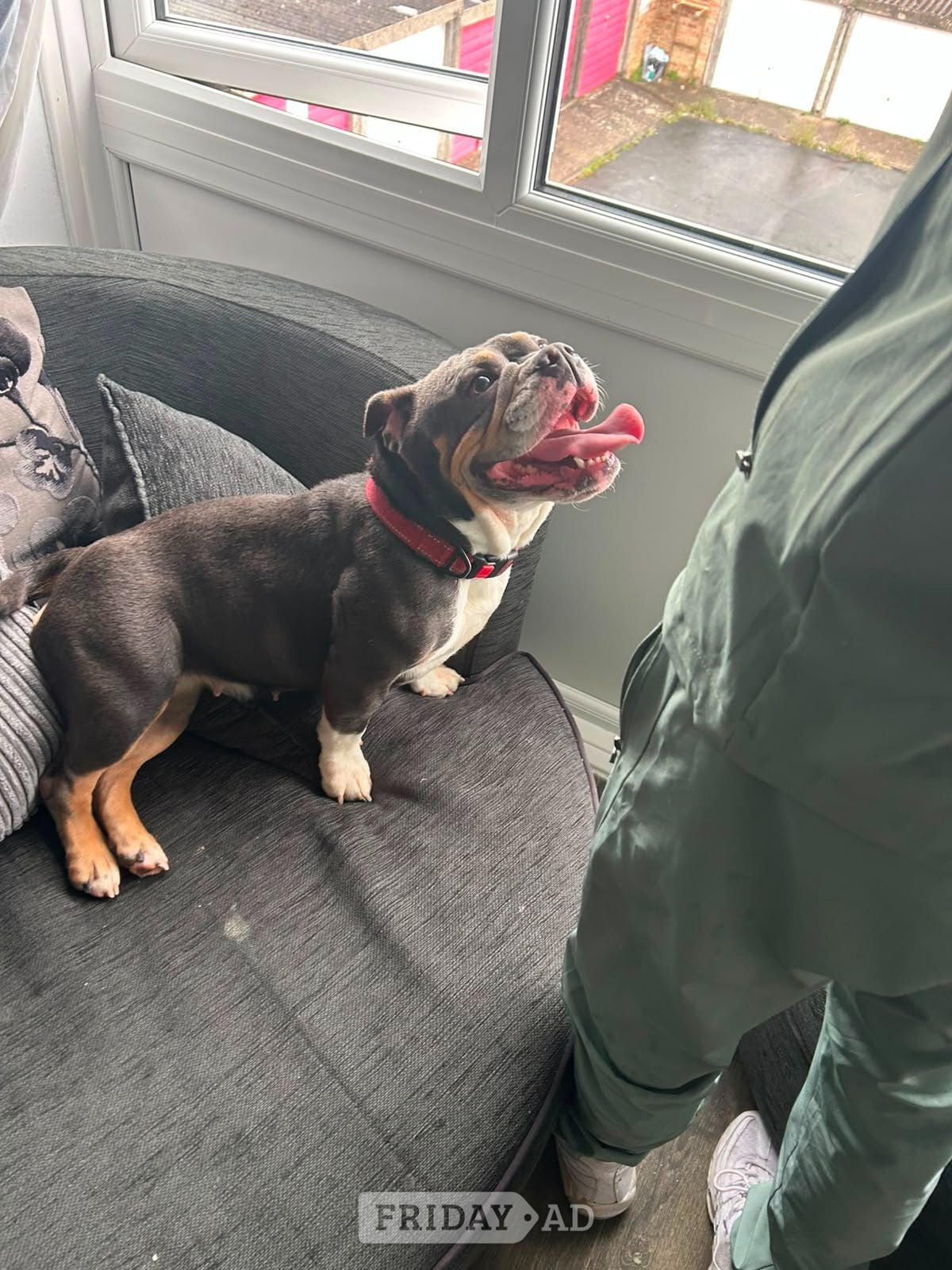 Chatham English bulldog x