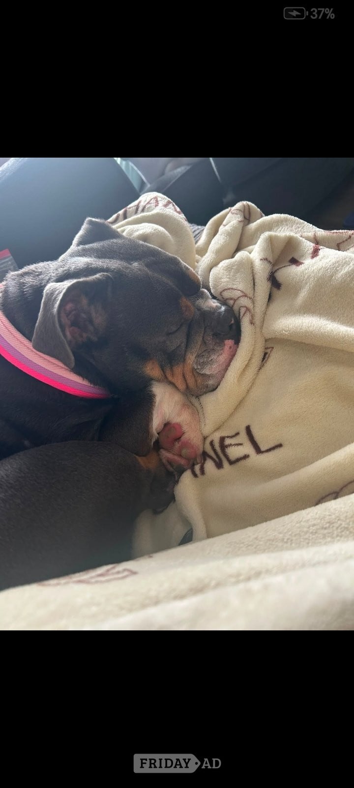 English bulldog x - Dogs & Puppies in Chatham