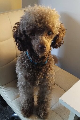 KC Reg Brown Toy Poodle For Stud
