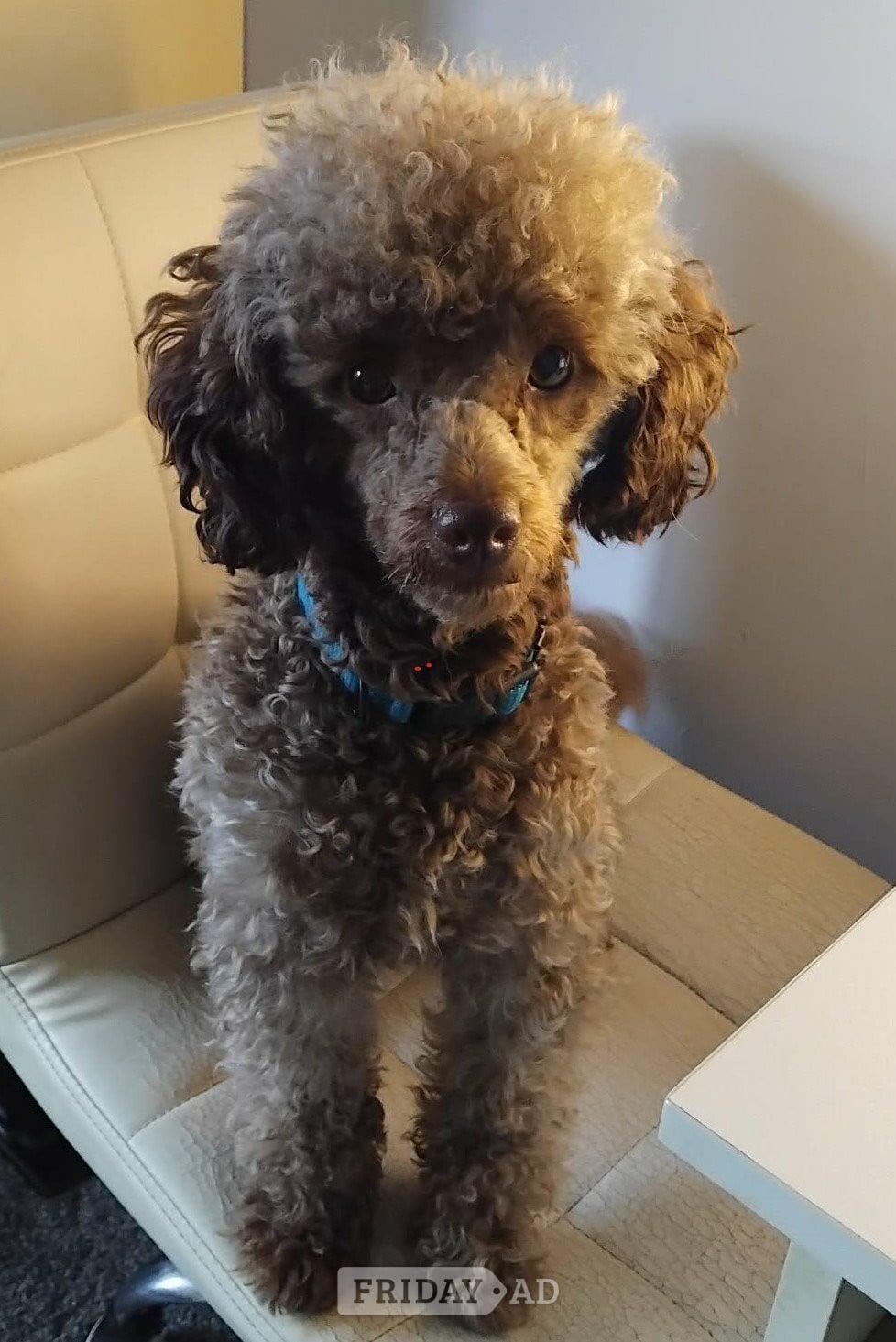KC Reg Brown Toy Poodle For Stud in Ayr