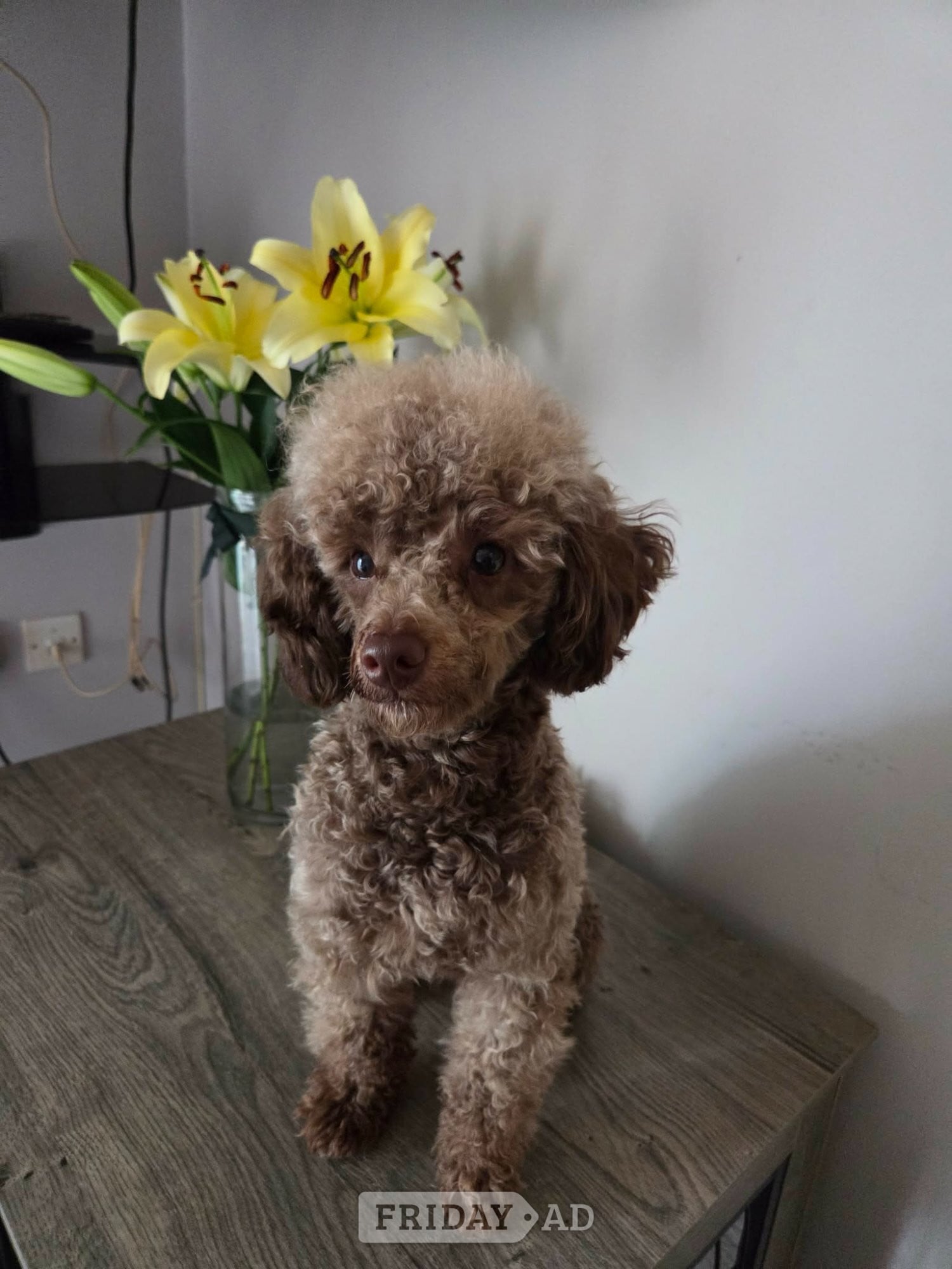 KC Reg Brown Toy Poodle For Stud