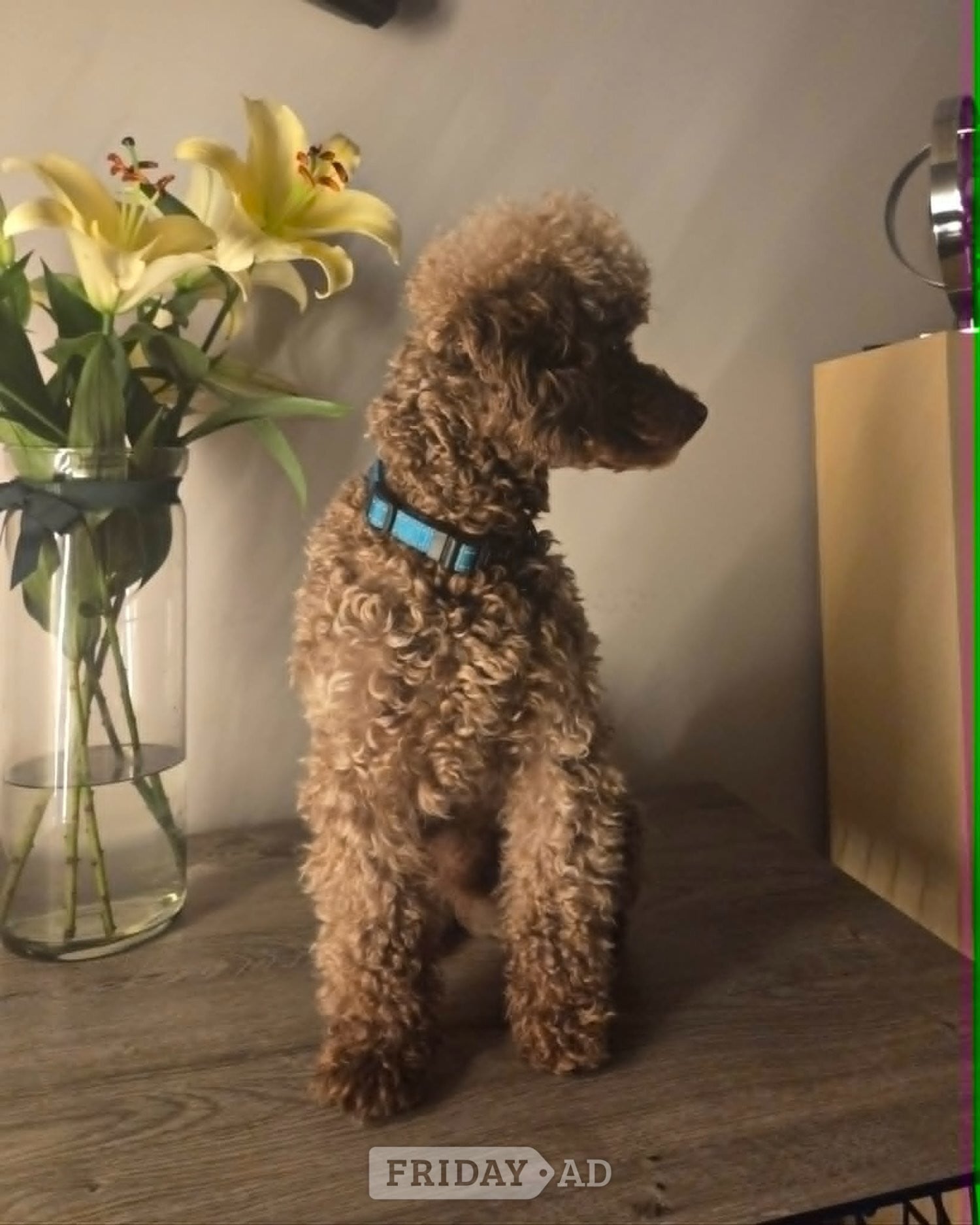 Ayr KC Reg Brown Toy Poodle For Stud