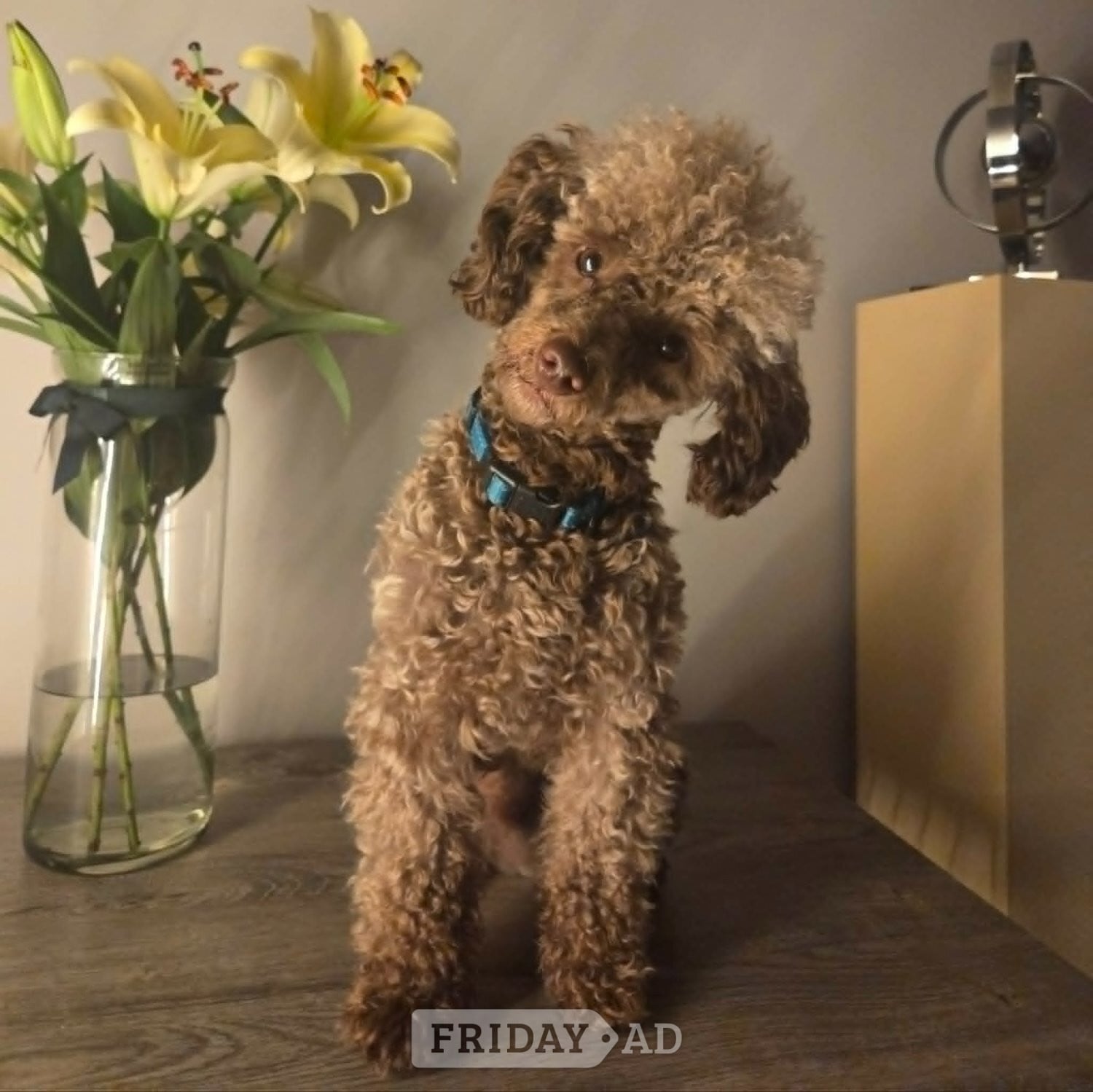 KC Reg Brown Toy Poodle For Stud - Dogs & Puppies in Ayr