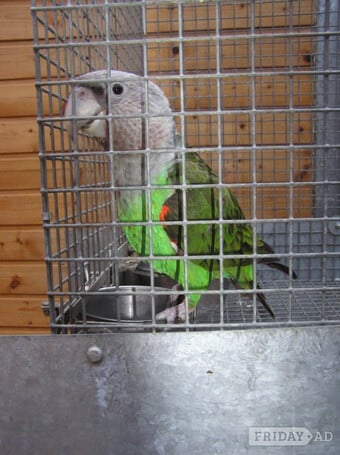 WANTED GREY HEADED CAPE PARROTS 