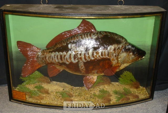 CASED FISH WANTED antique TAXIDERMY COOPER HOMER GRIGGS BEST PRICES PAID 