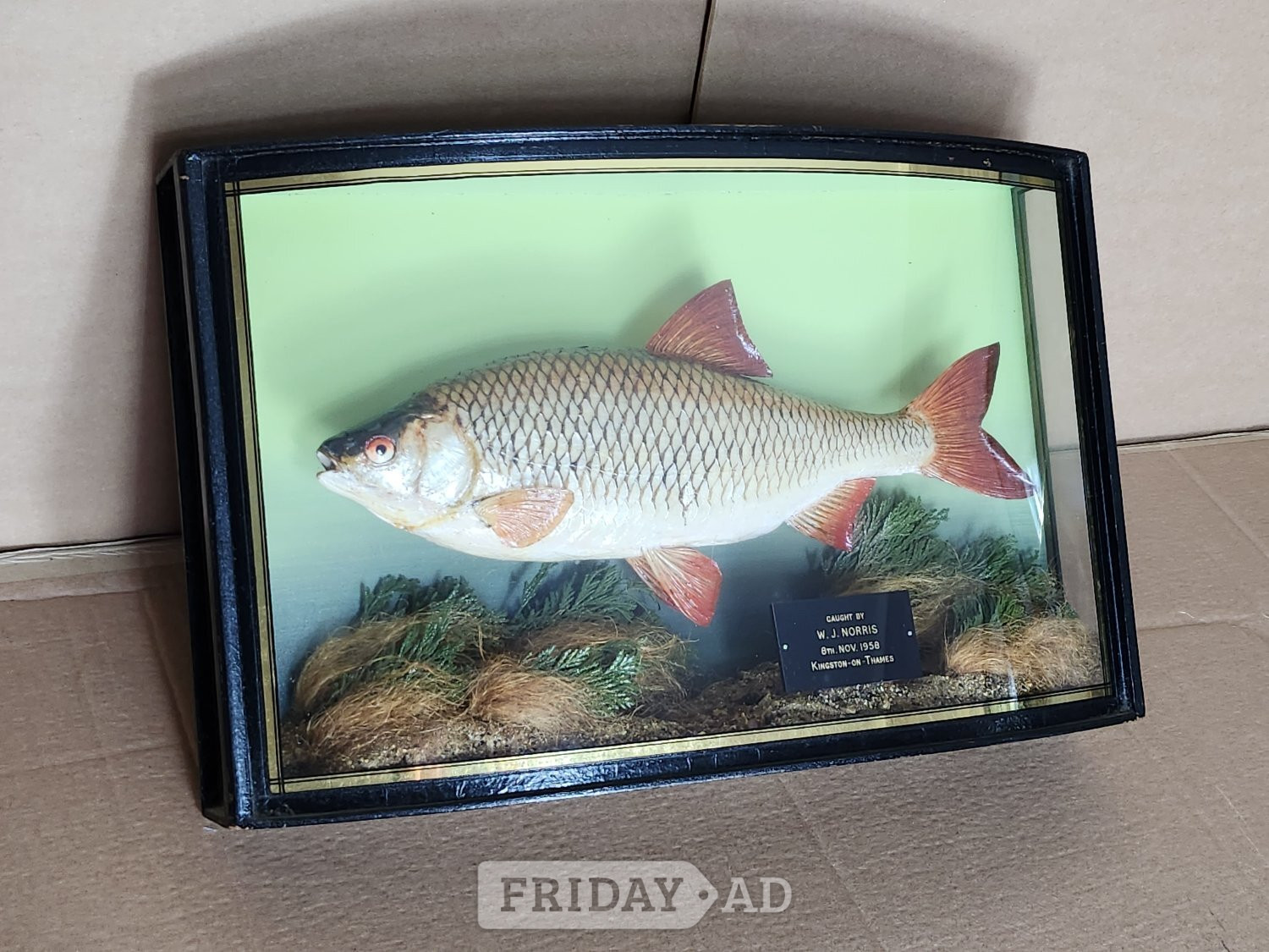 CASED FISH WANTED antique TAXIDERMY COOPER HOMER GRIGGS BEST PRICES PAID  - Antiques & Collectables in Norwich