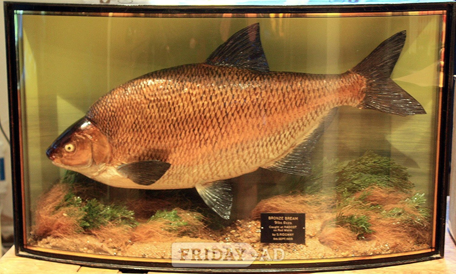 CASED FISH WANTED antique TAXIDERMY COOPER HOMER GRIGGS BEST PRICES PAID  - Antiques & Collectables