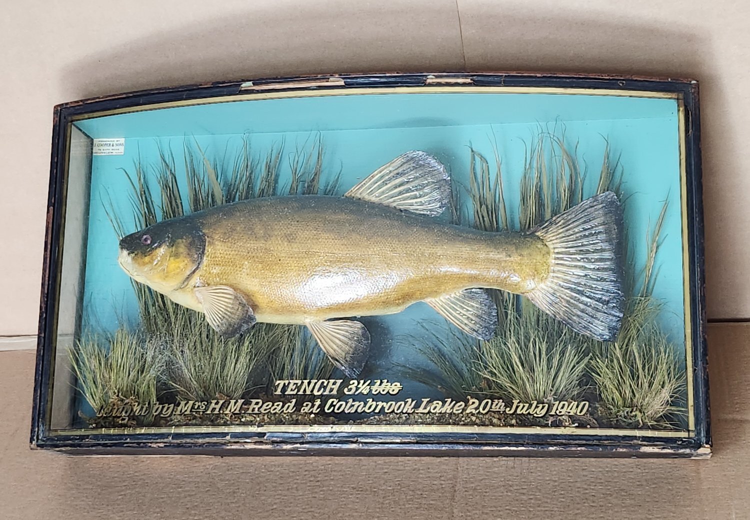 CASED FISH WANTED antique TAXIDERMY COOPER HOMER GRIGGS BEST PRICES PAID  - Antiques & Collectables in London