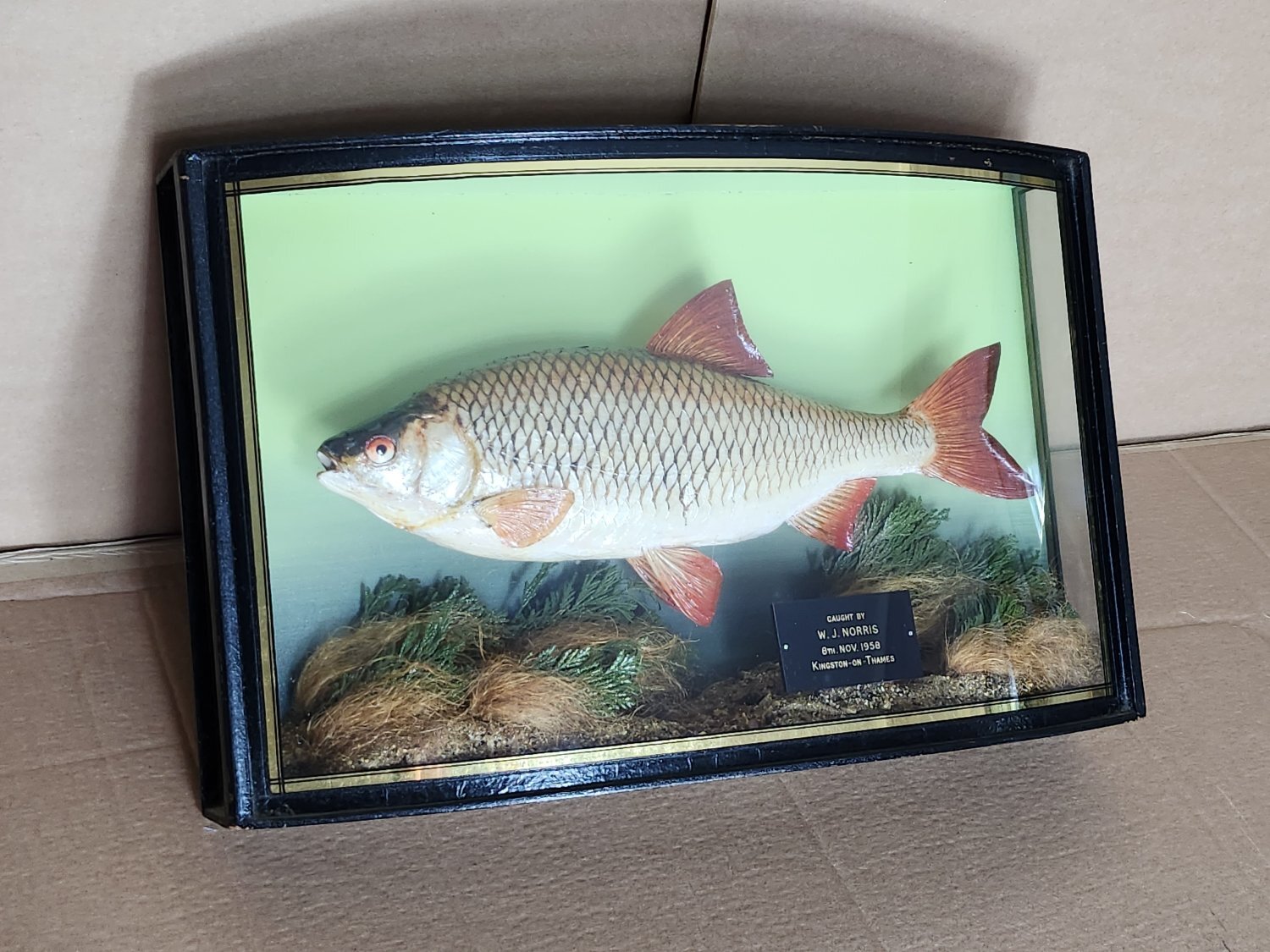 CASED FISH WANTED antique TAXIDERMY COOPER HOMER GRIGGS BEST PRICES PAID  - Antiques & Collectables