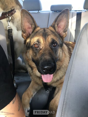 Teddy age 5 GSD 