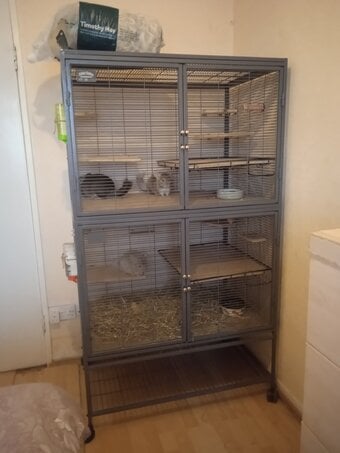 Three young male chinchillas complete with large, 2 tier Critter Nation cage.