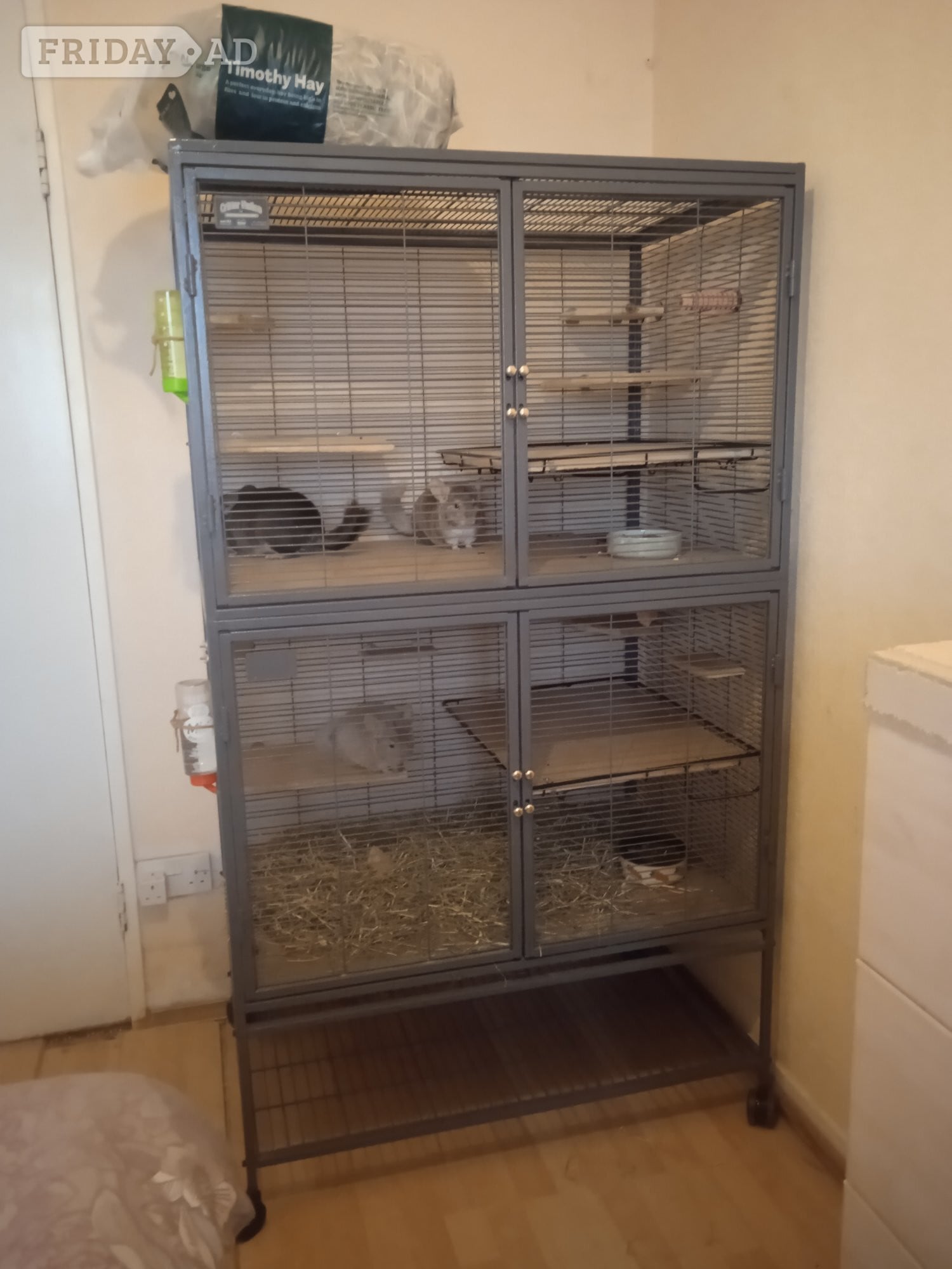 Three young male chinchillas complete with large, 2 tier Critter Nation cage. in Worthing