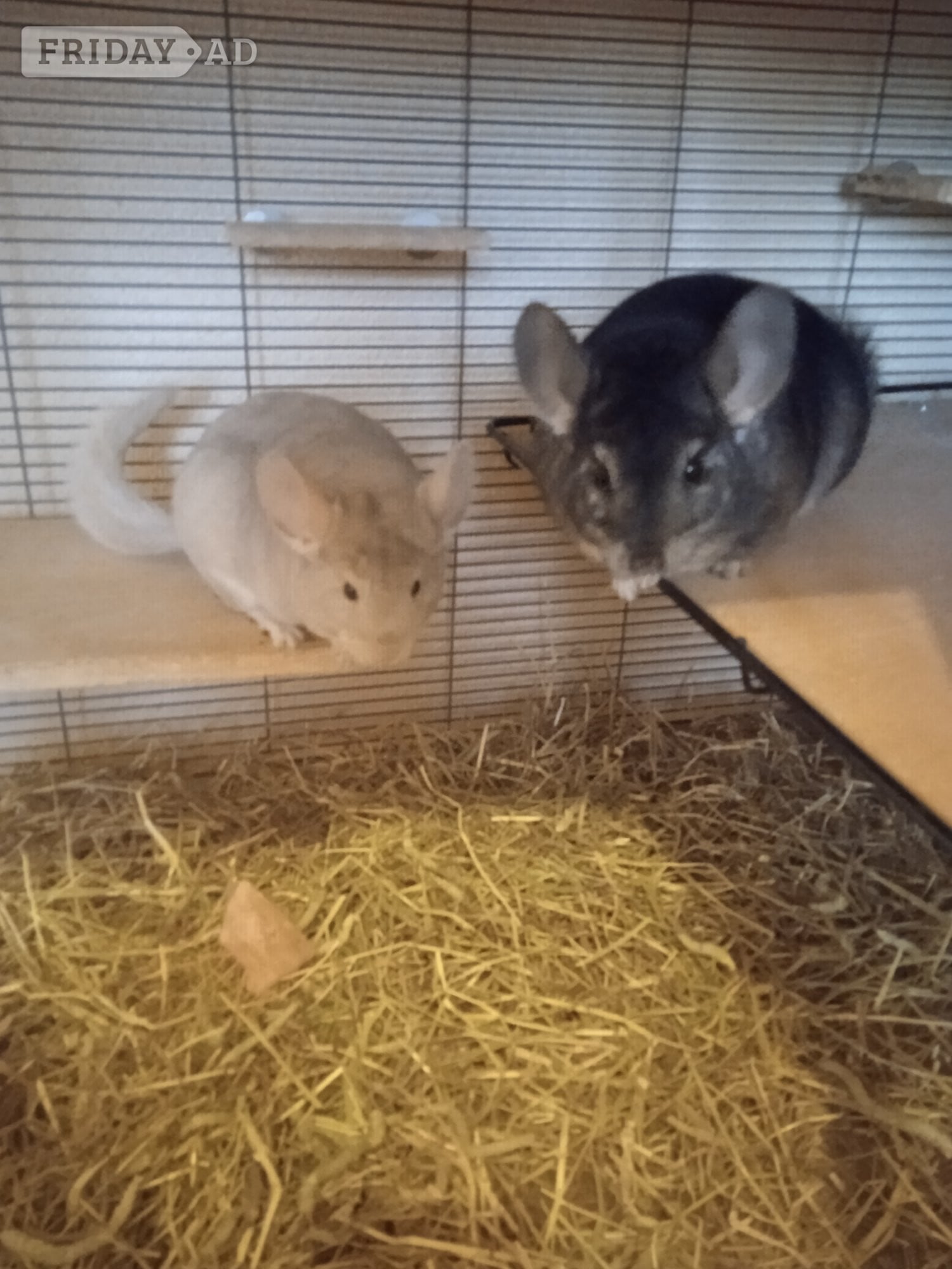 Three young male chinchillas complete with large, 2 tier Critter Nation cage.