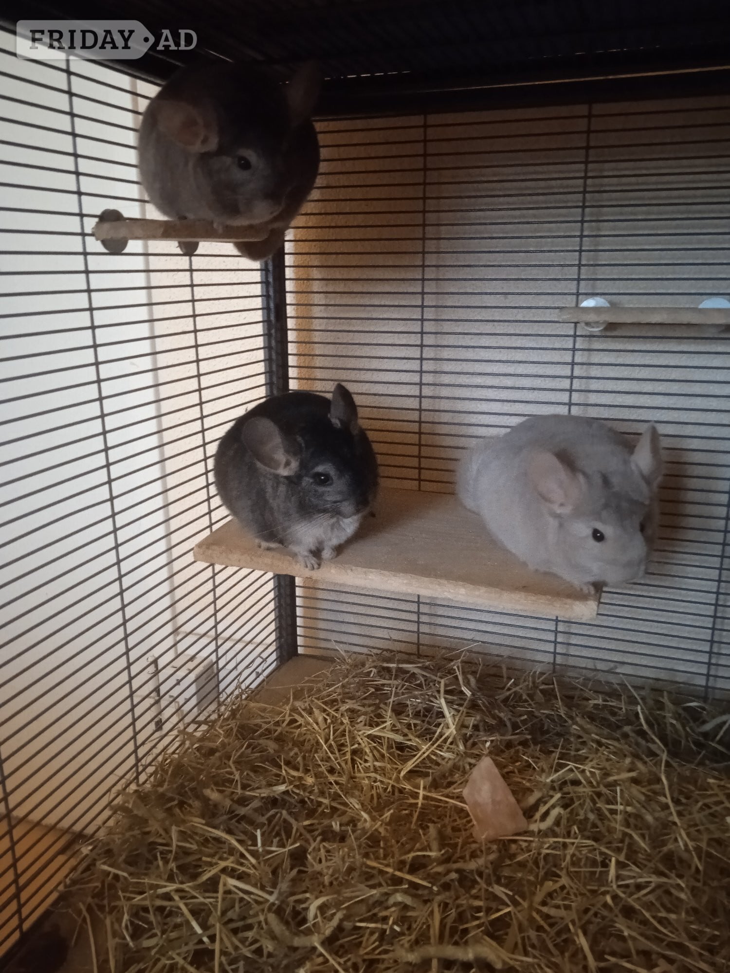 Worthing Three young male chinchillas complete with large, 2 tier Critter Nation cage.