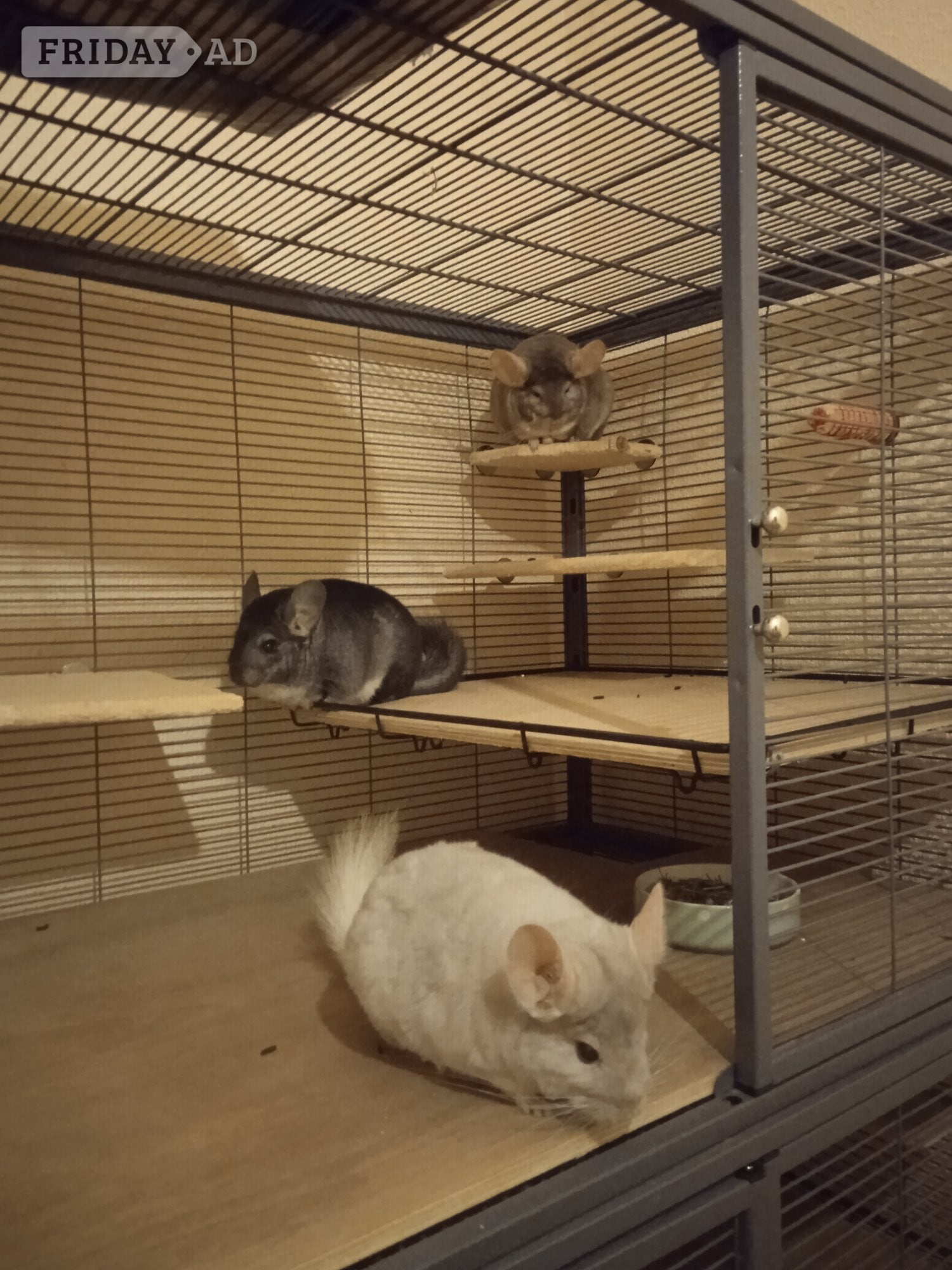 Three young male chinchillas complete with large, 2 tier Critter Nation cage. - Other Pets in Worthing