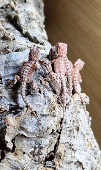 100% red monster bearded dragon babies🐉