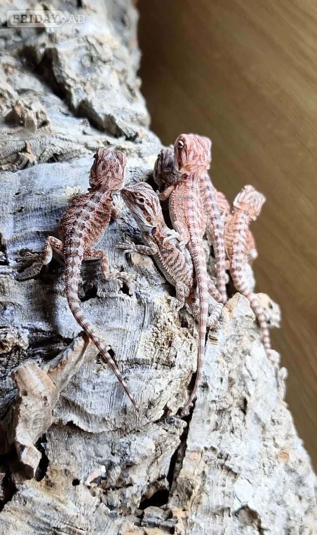100% red monster bearded dragon babies🐉 in Ashen