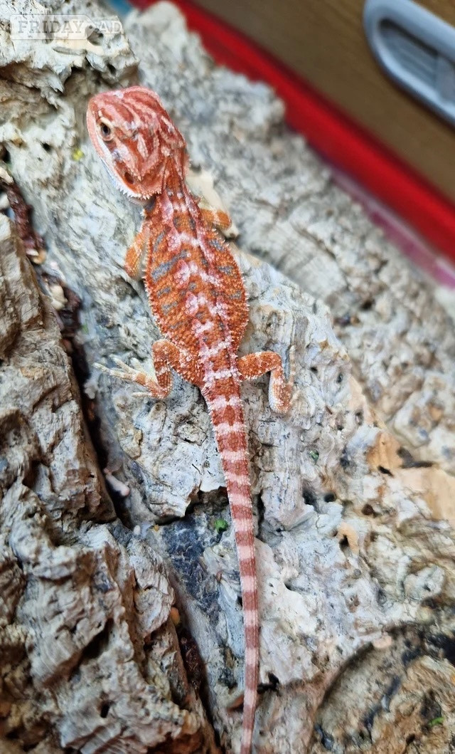 100% red monster bearded dragon babies🐉