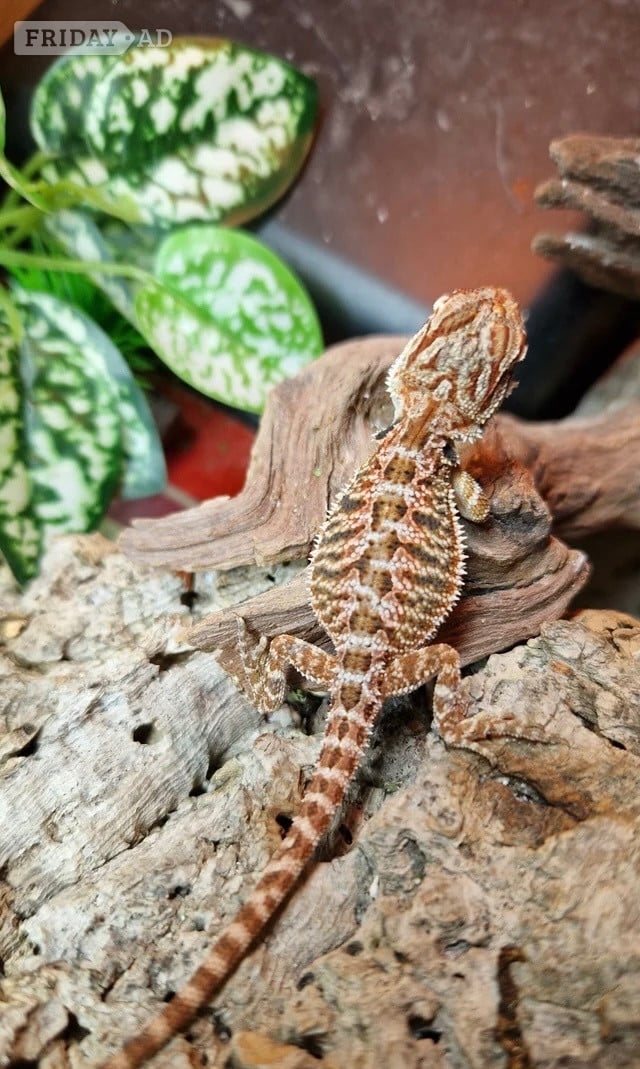 Ashen 100% red monster bearded dragon babies🐉