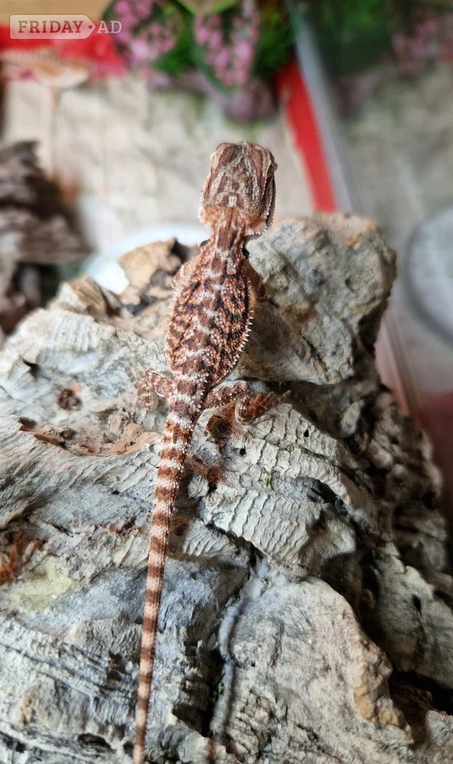 100% red monster bearded dragon babies🐉 - Reptiles & Amphibians in Ashen