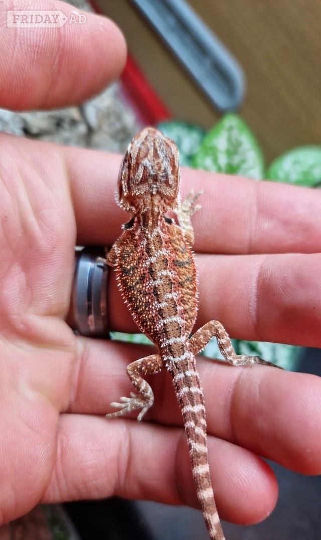 100% red monster bearded dragon babies🐉 - Reptiles & Amphibians