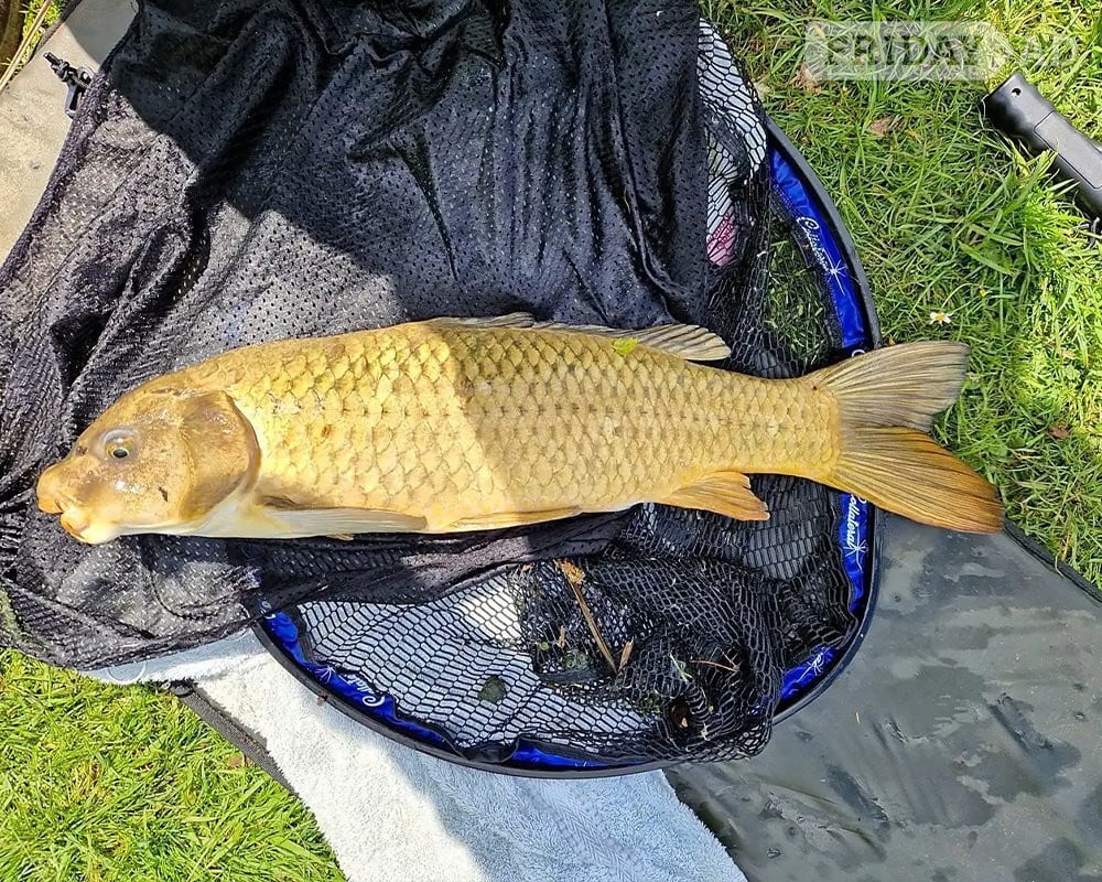 Trout and Coarse Fishing in Norfolk
