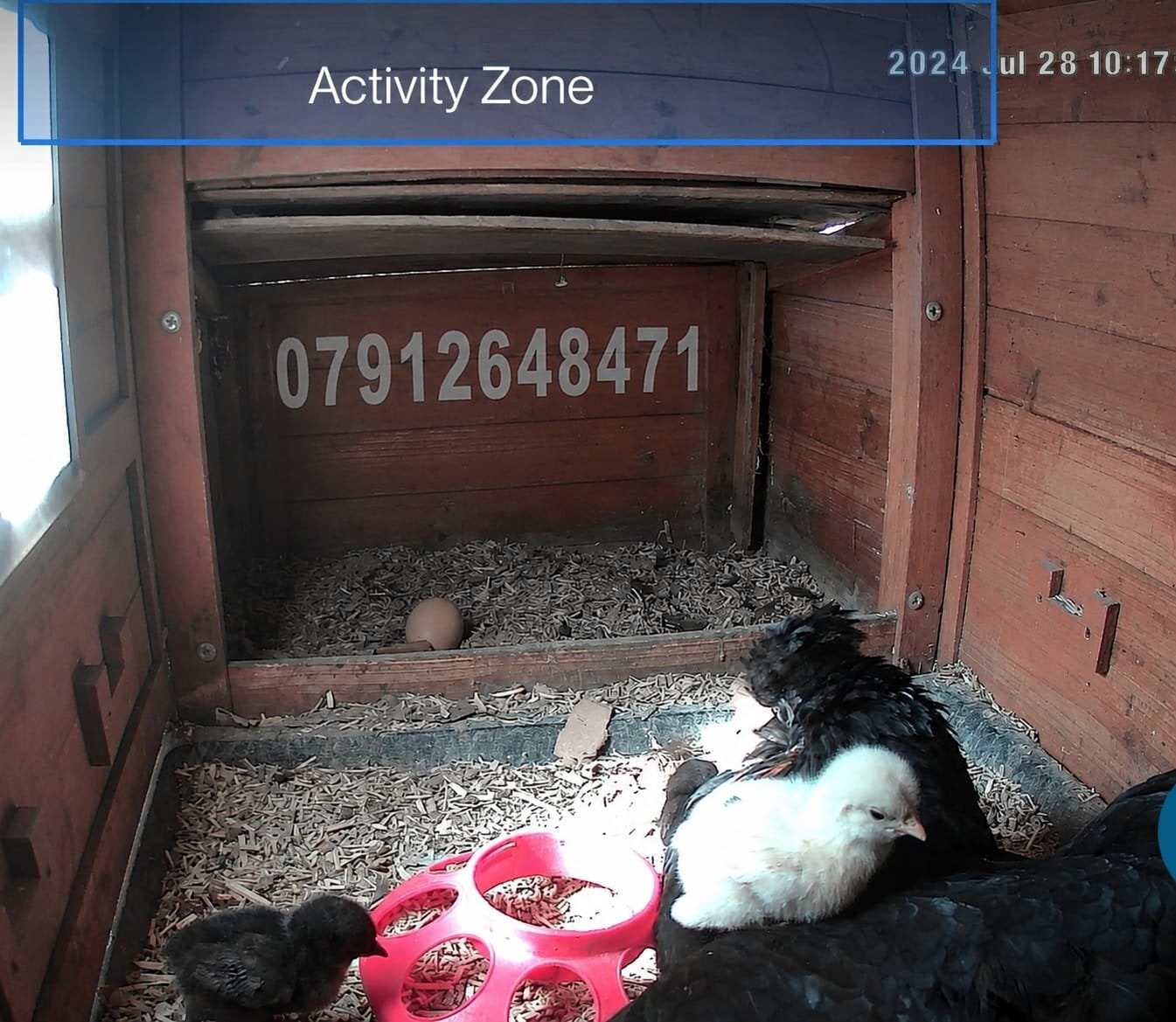 Newborn baby chicks for sale in London  in Ealing
